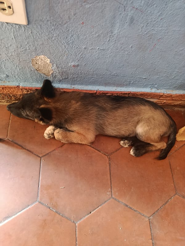 Puppy rests on tiled floor in Juan Griego courtyard