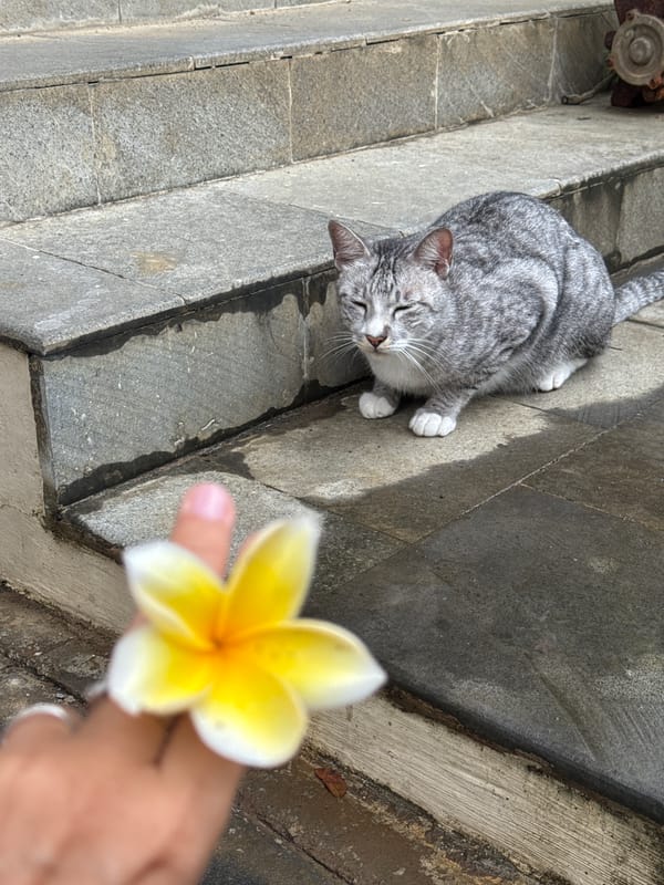 Cats rest among frangipani flowers in Kuta Selatan morning