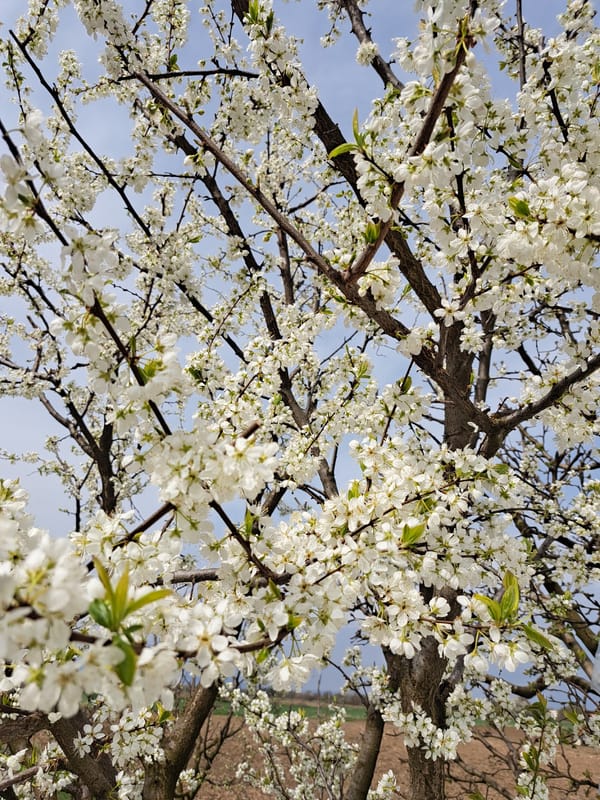 Spring farming operations documented in rural Bulgarian village