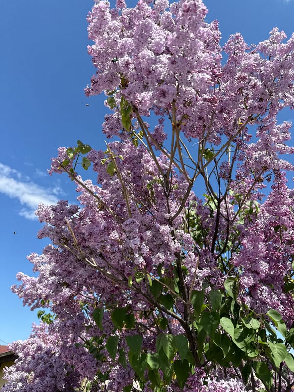 Spring scenes captured in rural Ogled, Bulgaria