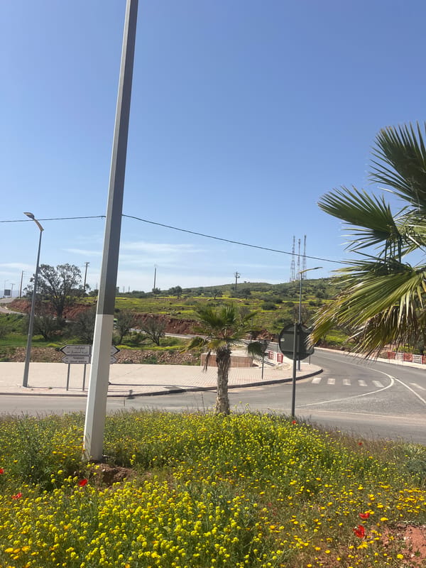 Spring wildflowers bloom along roads in Ouaouizert, Morocco