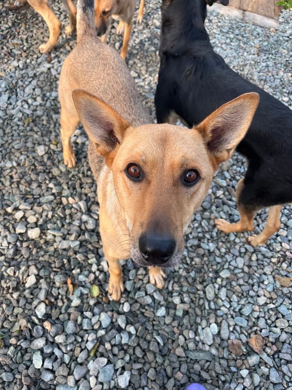 Pack of dogs at a rural Nizhny Tagil property, summer afternoon