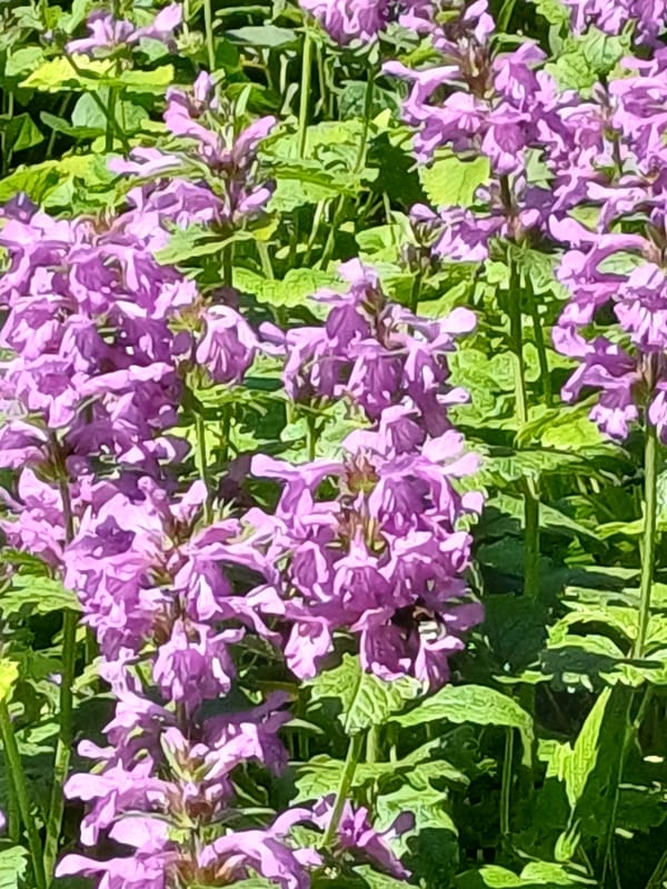 Jūrmala grounds in bloom, from flower beds to pine forest