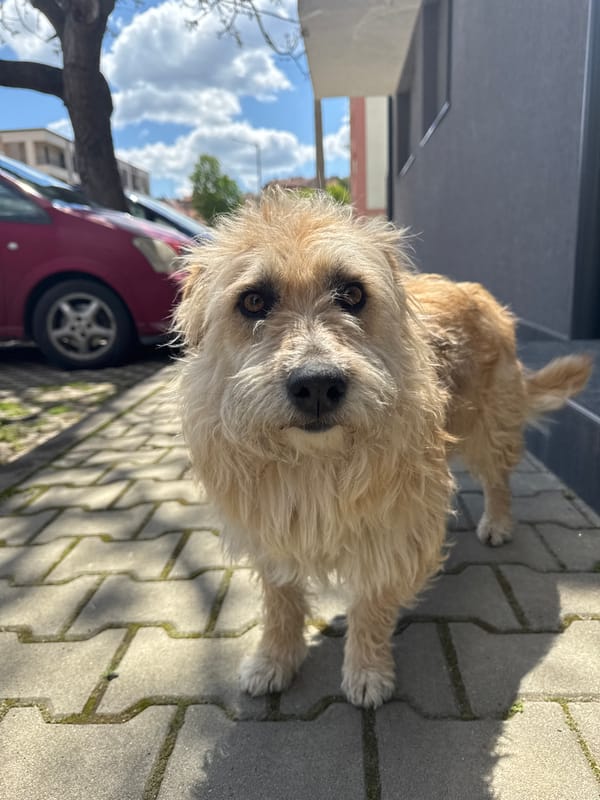 Shaggy brown dog spotted on brick sidewalk in Sliven