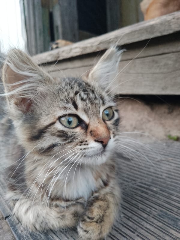 Kittens and dogs hanging out in a casual outdoor setting