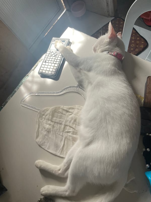 Cats, greenery, and quiet morning hours in Davao City