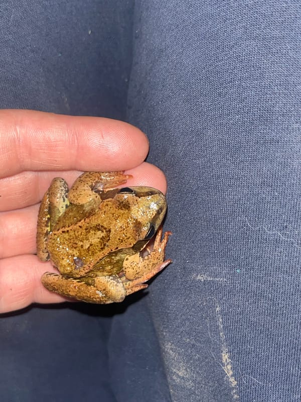 Person holds spotted frog in Nizhny Tagil, Russia