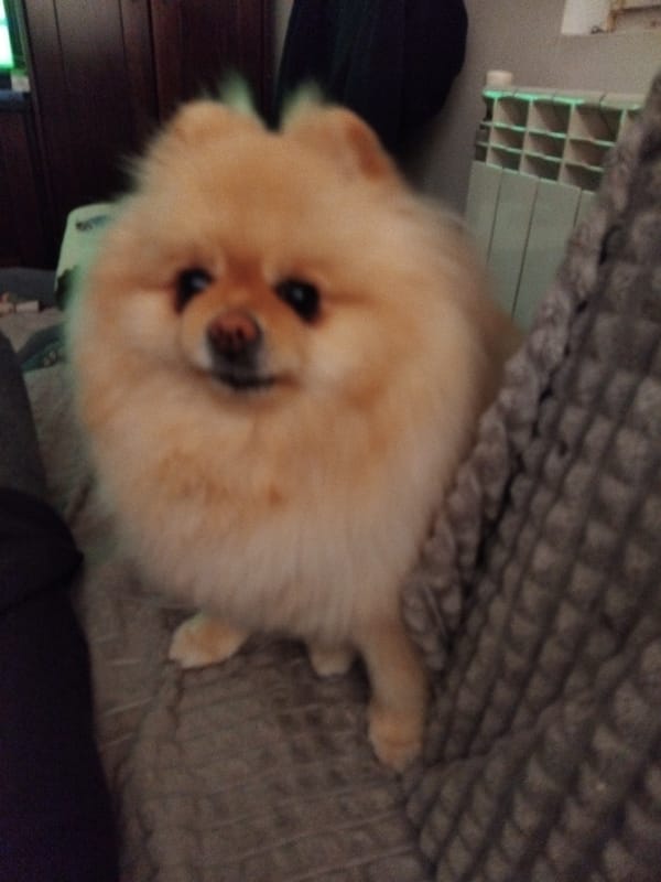 Pomeranian chills on a gray blanket in Apriltsi, Bulgaria