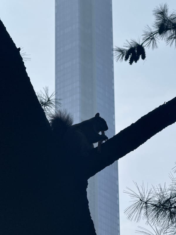 Squirrel feeding, child by bridge observed in NYC evening