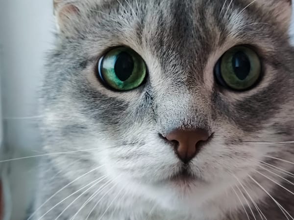 Grey tabby cat's lazy afternoon at home