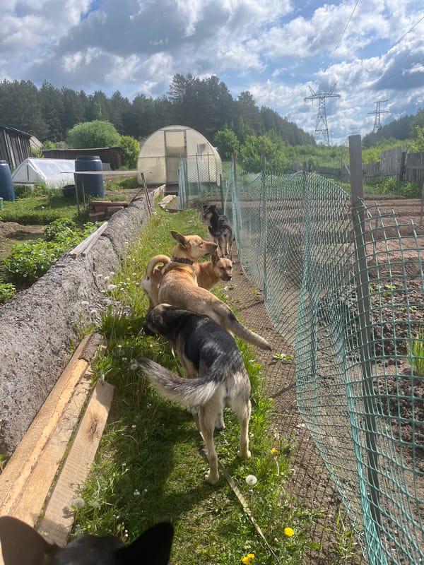 Dogs play in rural yard in Nizhny Tagil, Russia