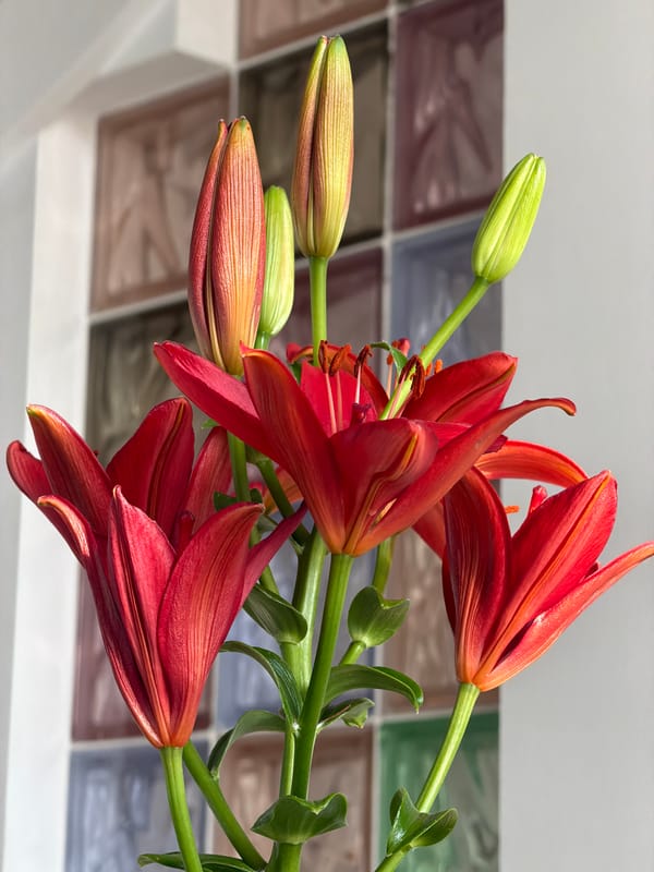 Red lilies in bloom, Khmelnytskyi