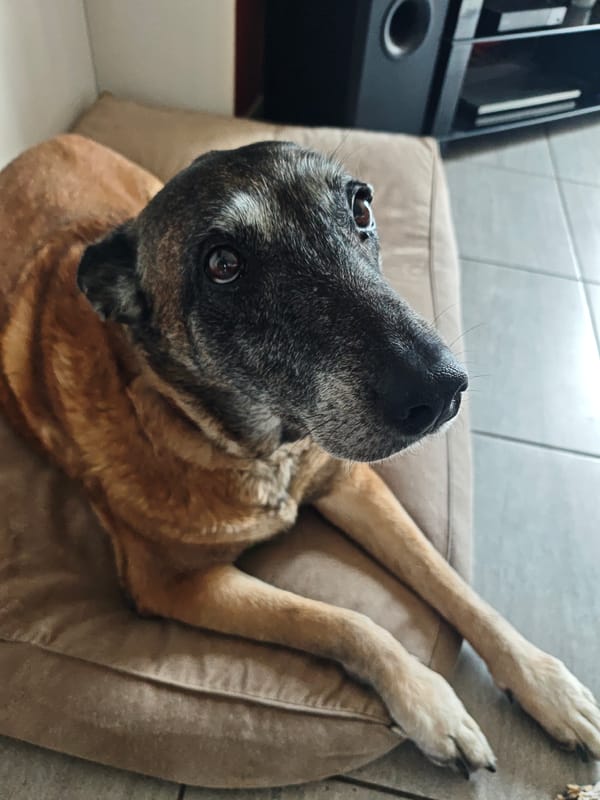Dog rests on bed in Boust, France