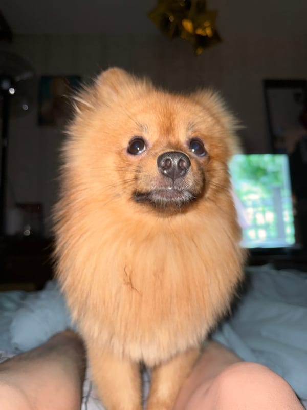 Small dog stands on person's legs in Moscow