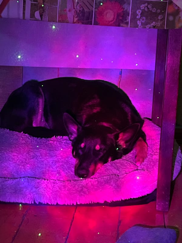 Dogs rest under colorful lighting in Nizhny Tagil homes