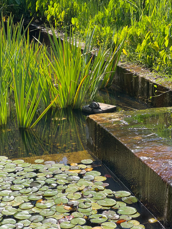 Turtle on a pond stone, crow getting a drink of water