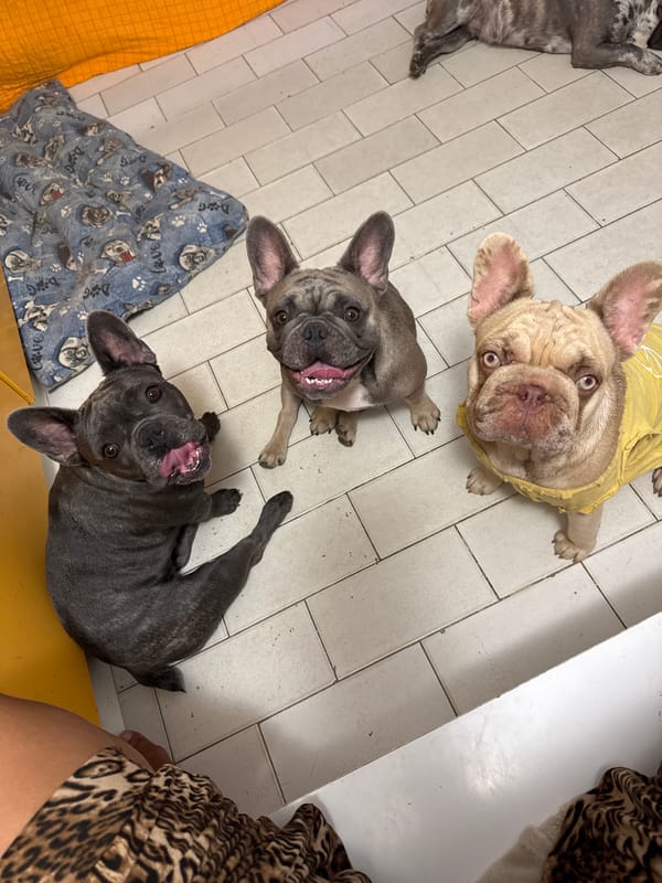 French Bulldogs at home in San Benedetto del Tronto