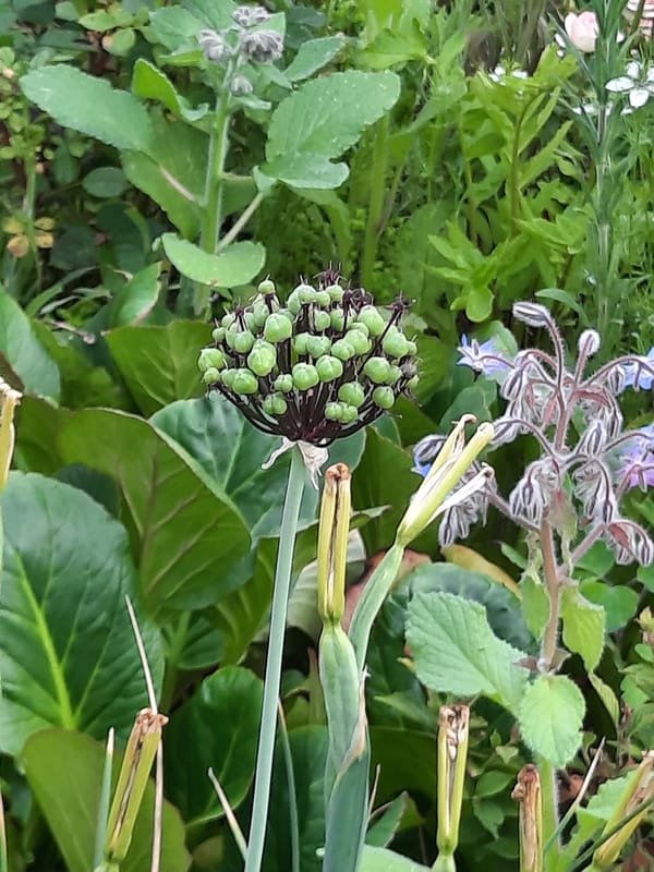 Garden flowering season documented in Rosenheim under cloudy skies