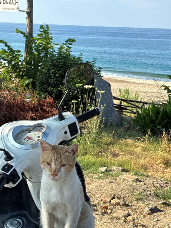 Cats lounging on scooters and benches along Alanya's seafront