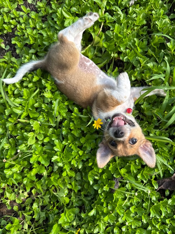 Puppy plays in foliage while being petted in Kediri