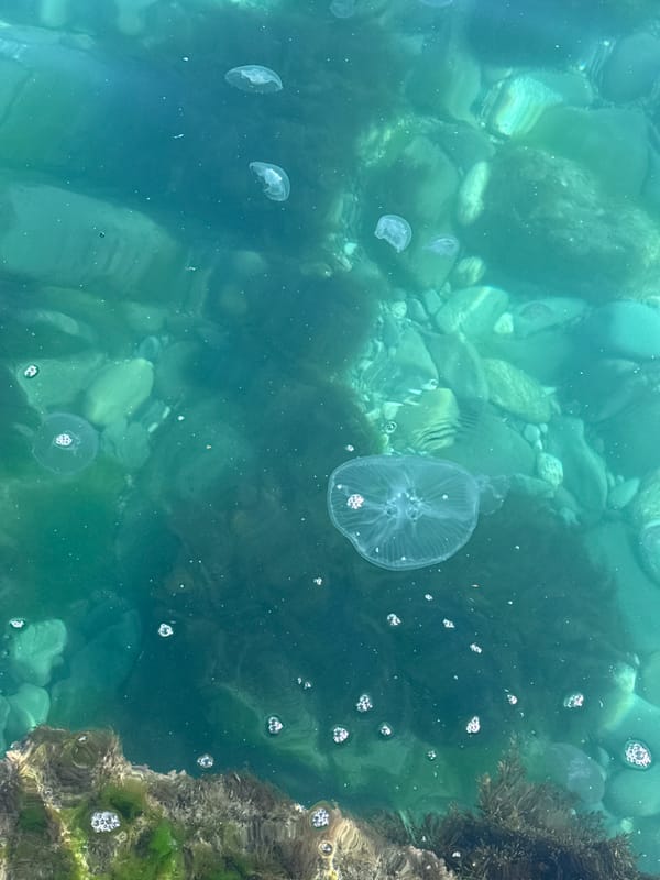 Spring day brings kayakers, jellyfish to Partenit beach