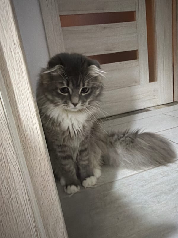 Scottish Fold cat at home in Vovchynets, Ukraine