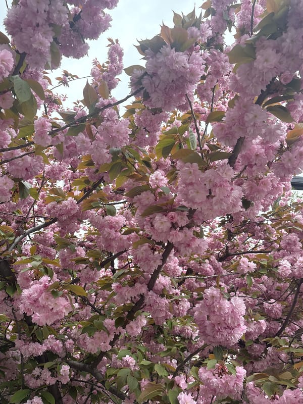 Cherry blossoms reach full bloom in Kragujevac, Serbia