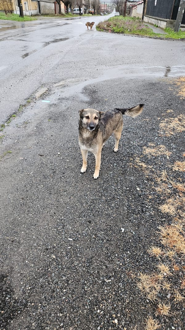 Dog stands on gravel road in Bulgarian village