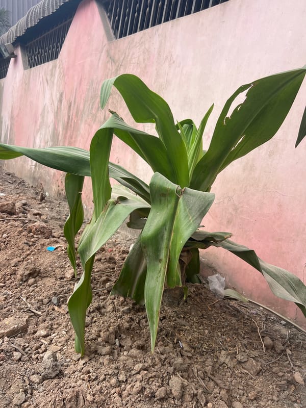 Snake plants and leafy growth along Dar es Salaam walls
