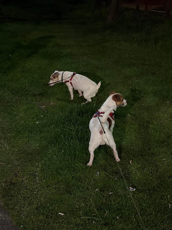 Two dogs rest on grass in Sofia park