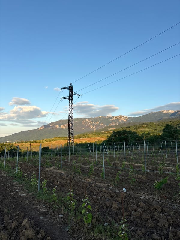 Ukrainian vineyard documented in early morning rural scene