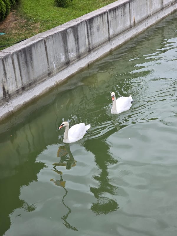 Swans and greenery along a Vynnyky canal on a summer morning