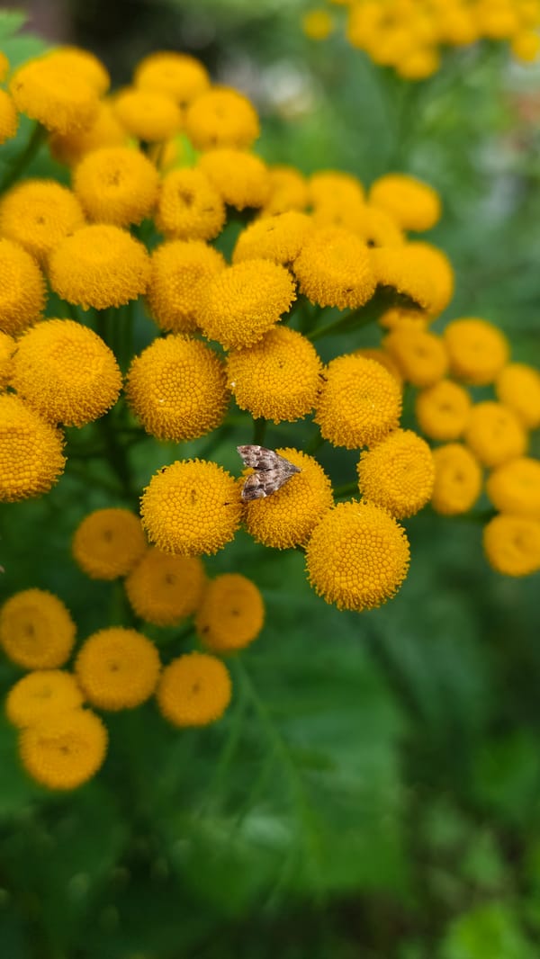 Garden insects, watercolor sketching, and fresh food in rural Russia