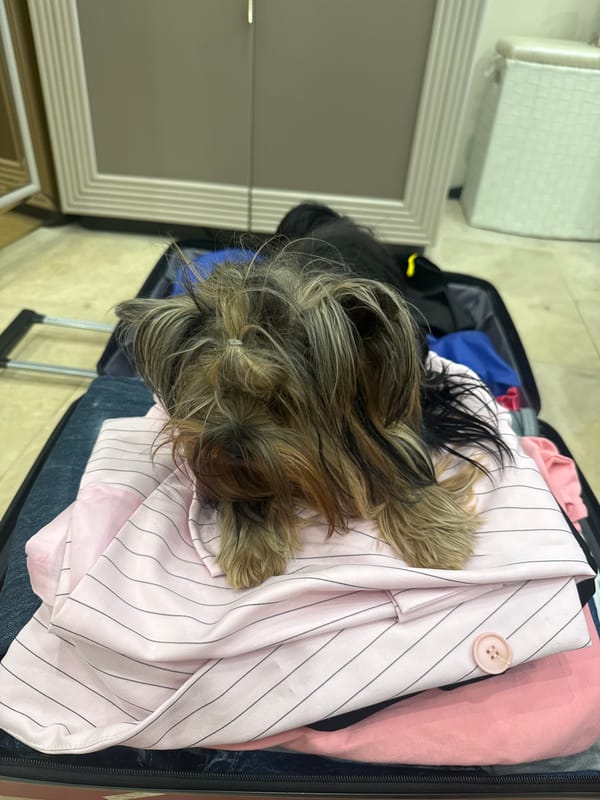 Yorkshire terrier found resting in packed suitcase with clothing