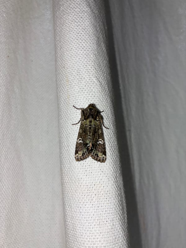 Quiet moments captured in Cañada de Madero: moth, cemetery