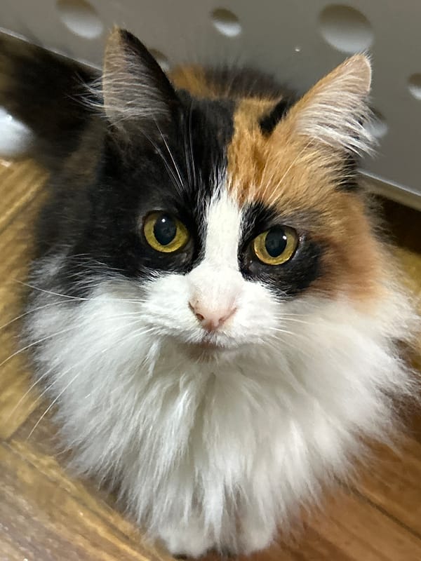 Calico cat with yellow eyes stares into the camera, Buenos Aires