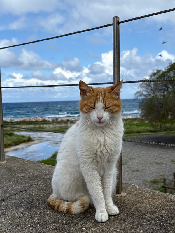 Morning coastal scenes captured in Chania, Greece