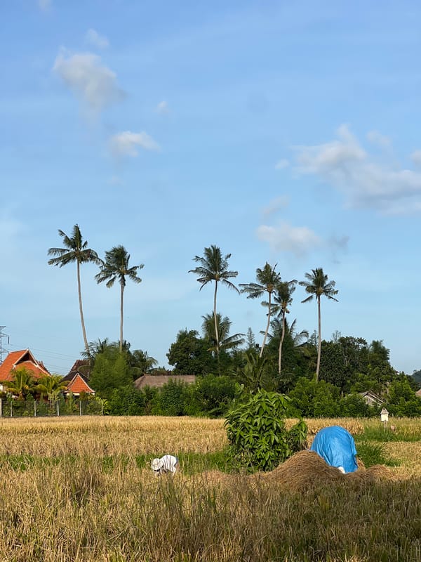 Couple Takes Selfies on Scooter in Ubud Rice Fields