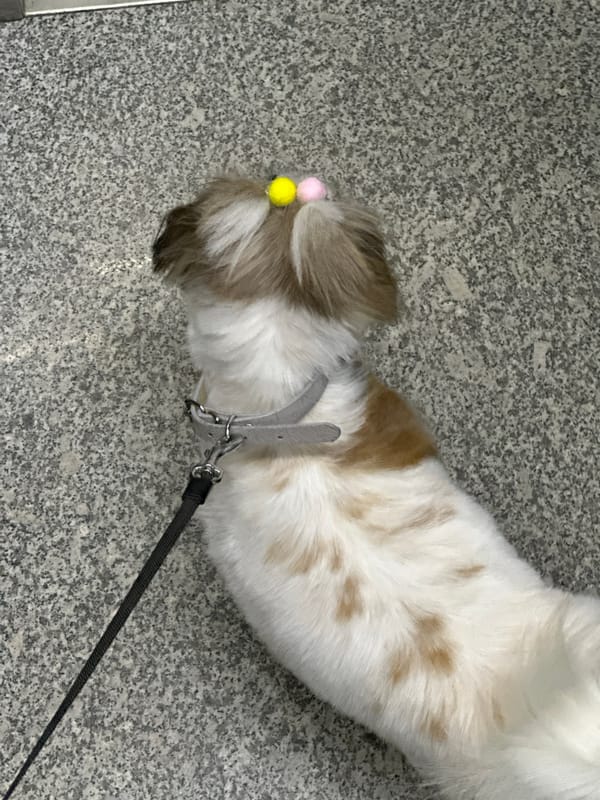 Decorated Shih Tzu spotted resting indoors across Tbilisi locations