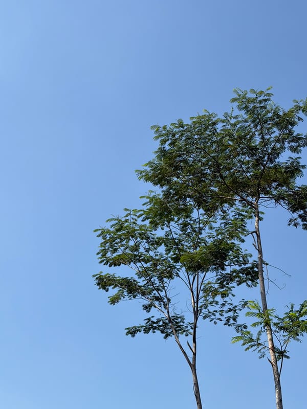 Green and growing: roadside vegetation in Meteseh, Indonesia