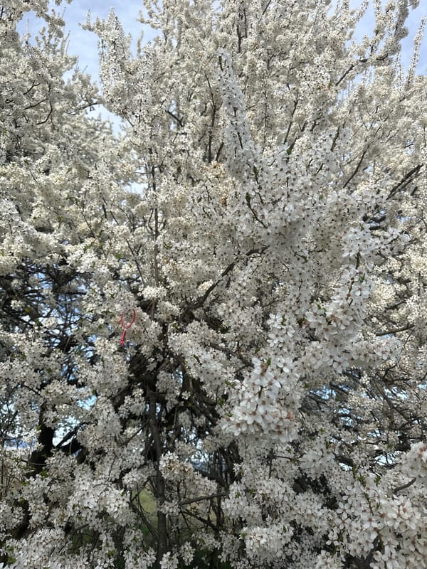 Spring blooms observed in Bulgarian village tree