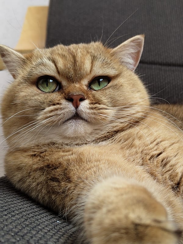 Lazy Krasnodar morning: cats, cheese pancakes, and good coffee
