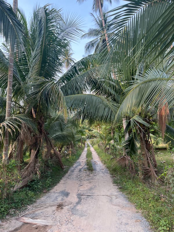 Rural dirt road documented in Thai coconut grove