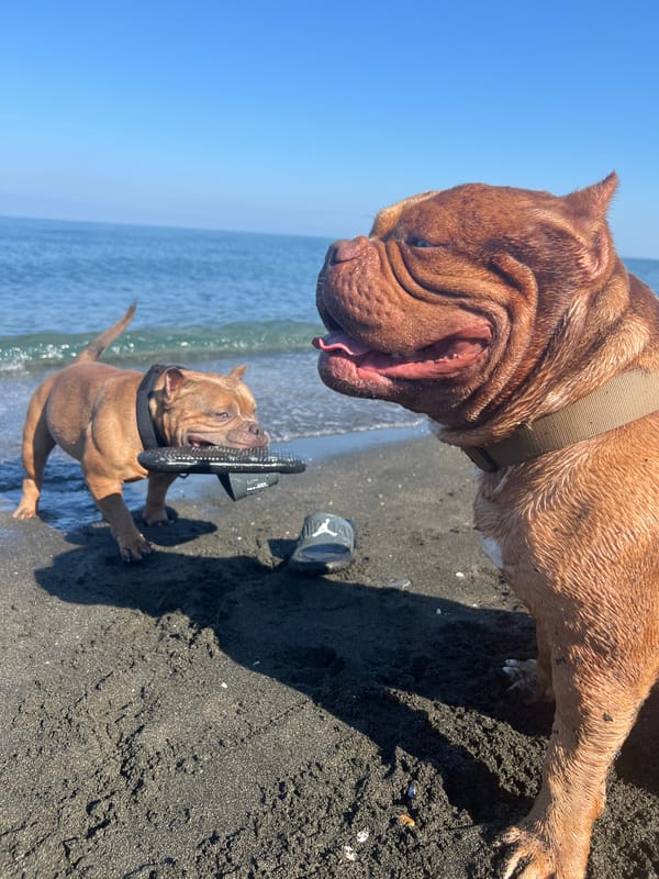 Two dogs roam a Georgian Black Sea beach on a sunny morning.