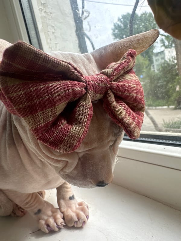 Sphynx cat in a plaid bow rules a Togliatti windowsill