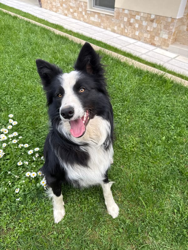 Border Collie and cat play on sunny lawn in Bulgaria