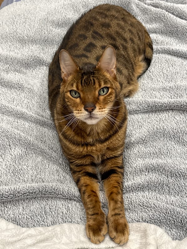 Bengal cat rests on grey blanket, looks up curiously