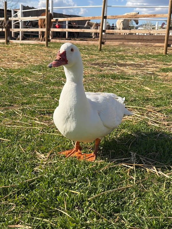 Farm animals observed at rural Bulgarian location