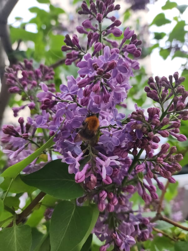 Spring flowers and pollinators observed in urban Kazan