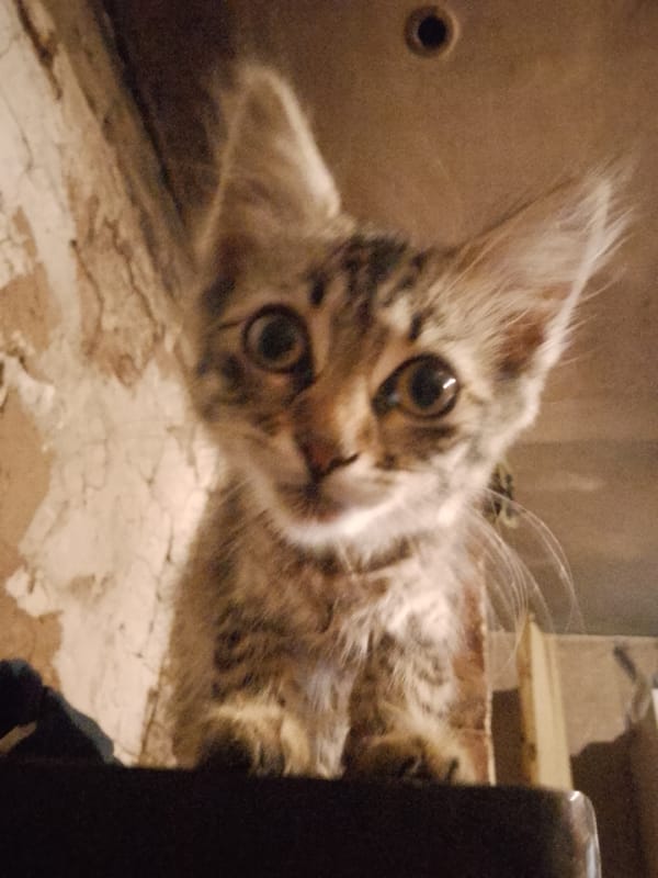 Tabby kittens up close, eyes wide, full attention on camera